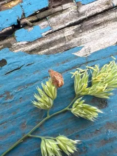 Cyrtolobus acuminatus thumbnail 1