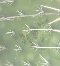 Cactus Coreid Bug thumbnail 4
