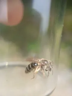 Kalmia Miner Bee thumbnail 4