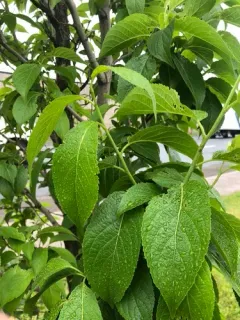 Gutta-percha Tree thumbnail 2