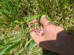 Long-stalked Crane's-bill thumbnail 4
