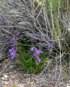 Stiffleaf Penstemon thumbnail 4