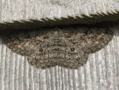 Umber Moth thumbnail 2