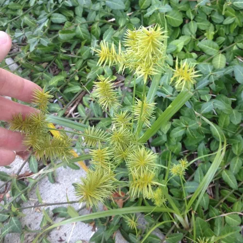 straw-colored flatsedge