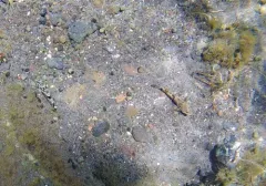 Shoshone Sculpin thumbnail 3