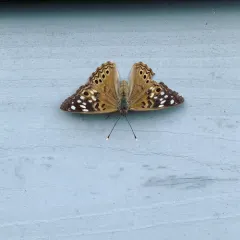 Hackberry Emperor thumbnail 3
