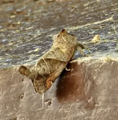 Angle-lined Prominent thumbnail 3