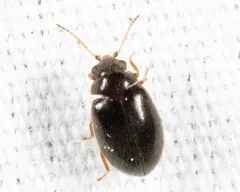 Contacyphon neovariabilis thumbnail 2