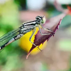 Tule Bluet thumbnail 3
