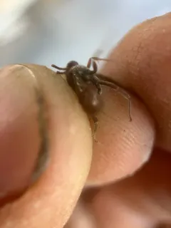 Five-spined Nomad thumbnail 4