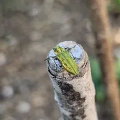 Western Cedar Borer thumbnail 3