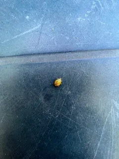22-spot Ladybird thumbnail 1
