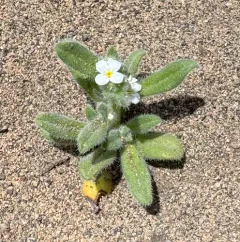 great basin popcornflower thumbnail 2