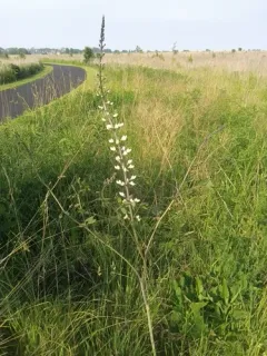 thick-pod white wild indigo thumbnail 3