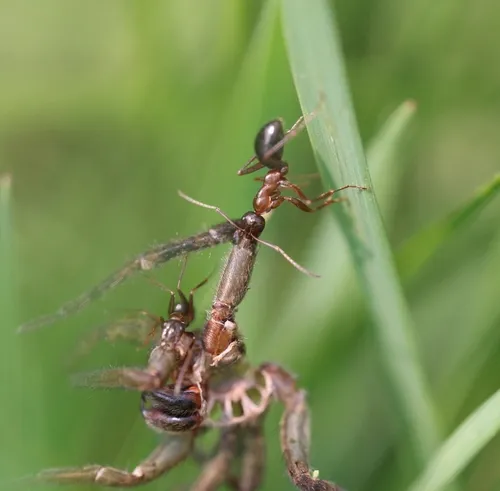 Variable Field Ant