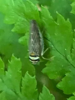 Colladonus brunneus thumbnail 2