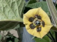 Cape gooseberry thumbnail 2