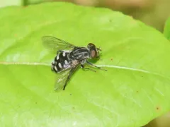 Black Bog Fly thumbnail 3
