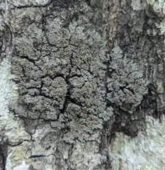 Big brown-eyed shingle thumbnail 4
