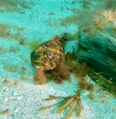 Shorthorn Sculpin thumbnail 3