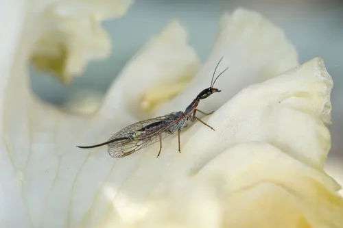 Agulla assimilis