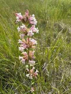 western whiteflower beardtongue thumbnail 3