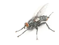 Boettcheria bisetosa thumbnail 2