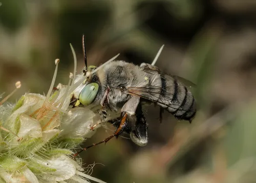 Anthophora albata