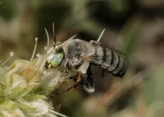 Anthophora albata thumbnail 1