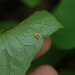 Puccinia orbicula thumbnail 4
