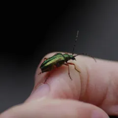 Red-footed Longhorn Beetle thumbnail 3