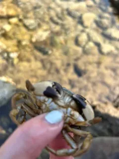 Atlantic Mud Crab thumbnail 2
