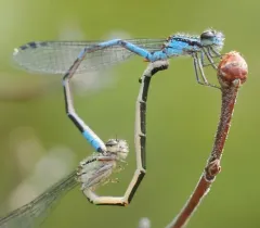 Pine Barrens Bluet thumbnail 4