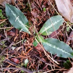 Western Rattlesnake Plantain thumbnail 4