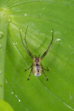 Pityohyphantes tacoma thumbnail 4