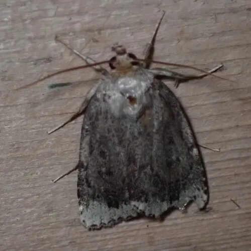 Smooth Amphipyra Moth