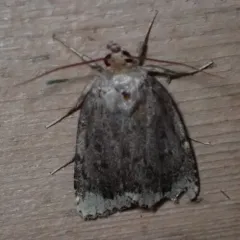 Smooth Amphipyra Moth thumbnail 1