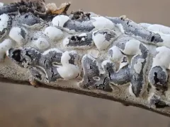Diderma alpinum thumbnail 3