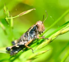 Hebard's Green-legged Grasshopper thumbnail 2