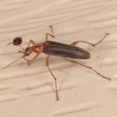 False Leptura Beetle thumbnail 3