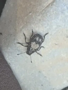 Gonotropis dorsalis thumbnail 4