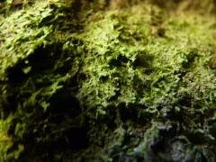 Radula obconica thumbnail 3