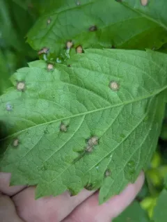 Virginia Creeper Leaf Spot thumbnail 2