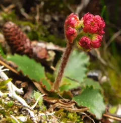 Olympic Saxifrage thumbnail 2