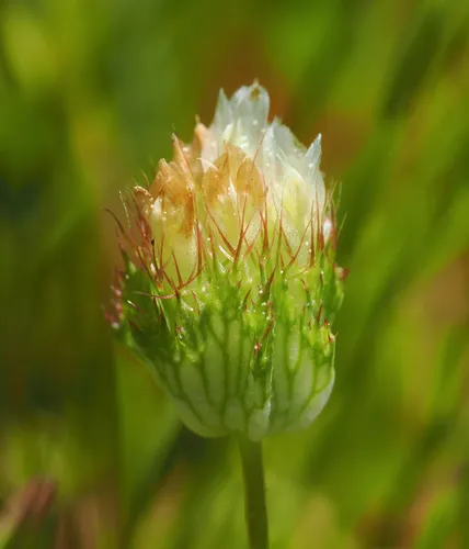 bowl clover