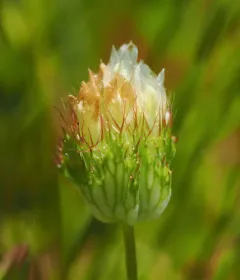 bowl clover thumbnail 1