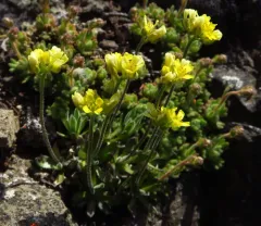 Yellowstone Whitlow-grass thumbnail 3