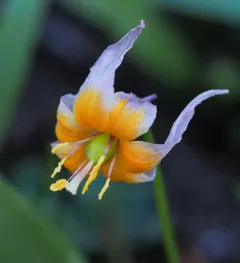 Klamath fawn lily thumbnail 4