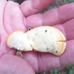 Stinking Orange Oyster thumbnail 5