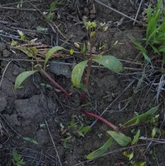 Serpentine Springbeauty thumbnail 4